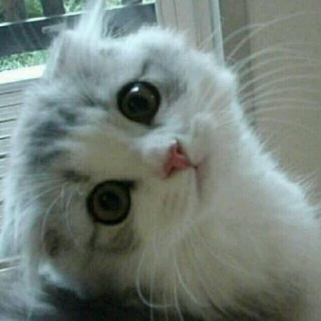 猫颜